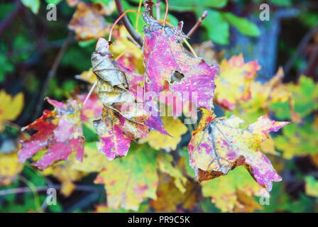 Bunte Blätter im Herbst Baum. Schönheit in der Natur. Saisonale natürliche Szene. Vivid Photo Filter. Stockfoto