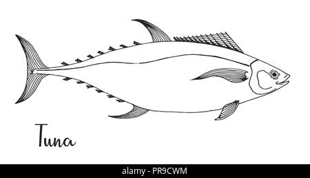 Hand gezeichnet Thunfisch. Vector Illustration in Skizze Stil Stock Vektor