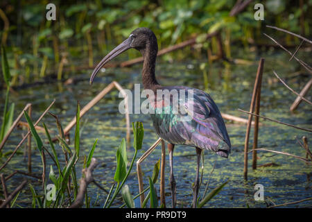 Hochglanz Ibis waten in der Florida Sumpf Stockfoto