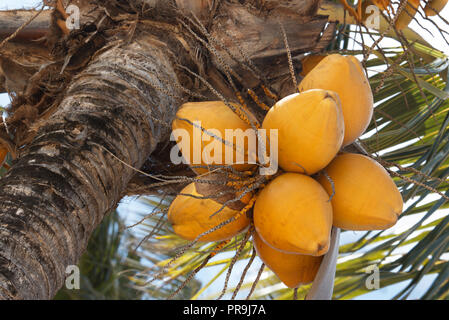 Gelbe Kokosnüsse hängen in einem Palm Tree Stockfoto
