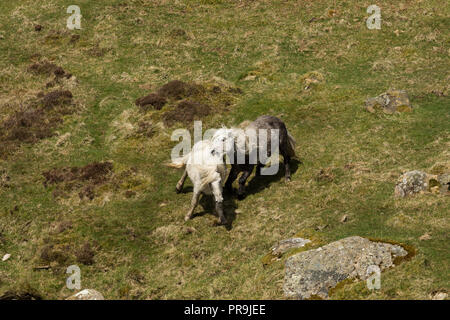 Wilde Wilde Eriskay Ponys Pferde auf der heiligen Insel, in Schottland, in Nordeuropa Stockfoto