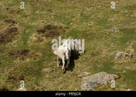 Wilde Wilde Eriskay Ponys Pferde auf der heiligen Insel, in Schottland, in Nordeuropa Stockfoto