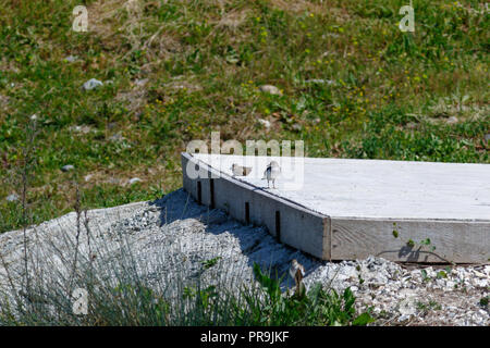 Flussuferläufer (Actitis hypoleucos). Russland, Sochi (Adler). Stockfoto