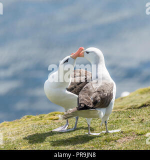 Ein paar Schwarze tiefsten Albatros Übersicht Umwerbung. Stockfoto