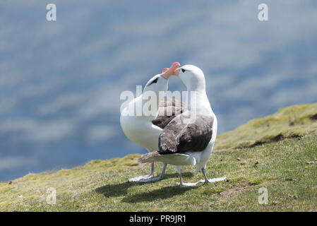 Ein paar Schwarze tiefsten Albatros Übersicht Umwerbung. Stockfoto