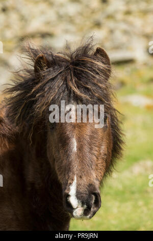 Wilde Wilde Eriskay Ponys Pferde auf der heiligen Insel, in Schottland, in Nordeuropa Stockfoto