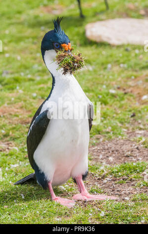 Eine Imperiale shag Sammeln nesting Materialien. Stockfoto