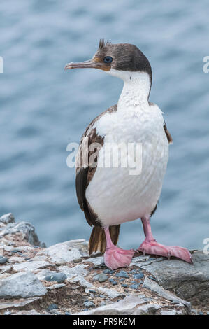 Ein König Kormoran auf Islas Malvinas Stockfoto