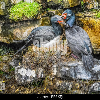 Rock krähenscharben in den Falkland Inseln. Stockfoto