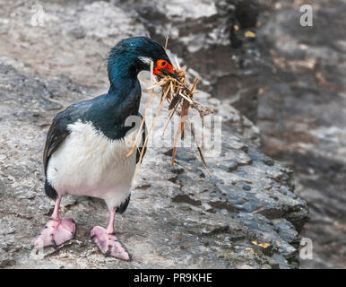 Ein König Kormoran sammeln nesting Materialien. Stockfoto