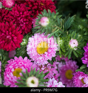 Blumensträuße rosa Burgund Astern und Dahlien zum Verkauf am Eingang zum Speicher Stockfoto