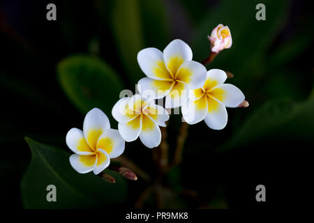 Plumeria Rubra Stockfoto