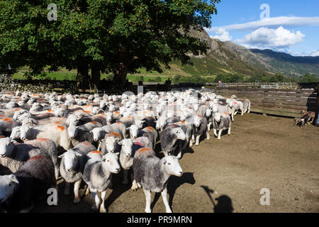 Herdwick-schafe, native Schafe zum Lake District, im Great Langdale, Lake District, Cumbria, England. Stockfoto