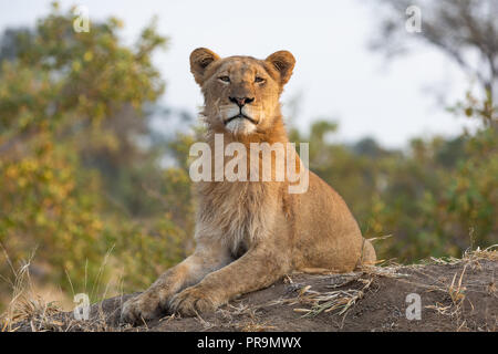 Junger männlicher Löwe mit eine aufrechte Haltung, gerade mit Blick auf die Kamera - Bild im Krüger Nationalpark erfasst Stockfoto