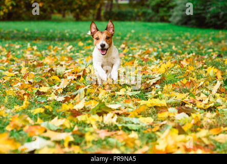 Freude und Spaß mit Hund zu fallen (Herbst) Park am warmen Tag Stockfoto