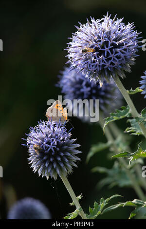 Eine kleine Kupfer Schmetterling (Lycaena phlaeas) Feeds auf einem Globus Thistle, begleitet von verschiedenen anderen Insekten. Stockfoto