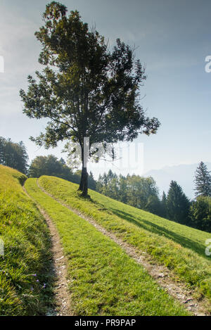 Feldweg führt durch einen Hang Wiese mit einem einsamen Baum und mehr Wald hinter in den Schweizer Alpen oberhalb Maienfeld Stockfoto