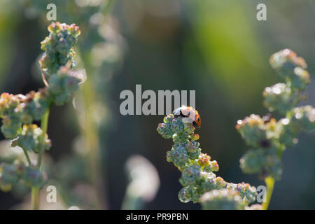 Tautropfen Glitzern auf einer 7-Punkt Marienkäfer (coccinella 7-punctata) als er ernährt sich von der Frucht der Weiße Gänsefuß (schisandra Album) Stockfoto