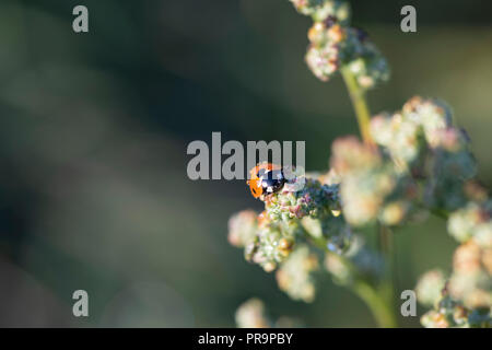 Tautropfen ruhen auf einer 7-Punkt Marienkäfer (coccinella 7-punctata) als er ernährt sich von der Frucht der Weiße Gänsefuß (schisandra Album) Stockfoto