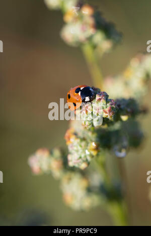 Eine 7-Punkt Marienkäfer (coccinella 7-punctata) Feeds auf die Frucht der Weiße Gänsefuß (schisandra Album) Stockfoto