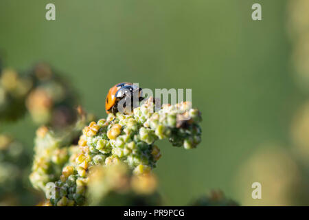 Eine 7-Punkt Marienkäfer (coccinella 7-punctata) Feeds auf die Frucht der Weiße Gänsefuß (schisandra Album) Stockfoto