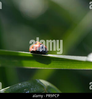 Ein dewdrop Sitzt auf einen Marienkäfer, die Wiederum die Salden auf einem Grashalm Stockfoto