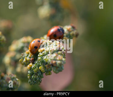 7-Punkt Marienkäfer (coccinella 7-punctata) Fütterung auf die Frucht der Weiße Gänsefuß (schisandra Album) Stockfoto