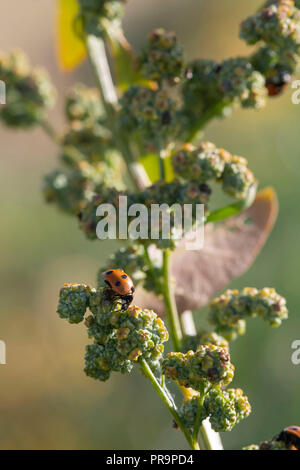 7-Punkt Marienkäfer (coccinella 7-punctata) Fütterung auf die Frucht der Weiße Gänsefuß (schisandra Album) Stockfoto