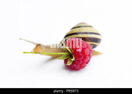 Schnecke Erkundung Himbeere isoliert auf Weiss. Konzept der gesunden Ernährung. Stockfoto