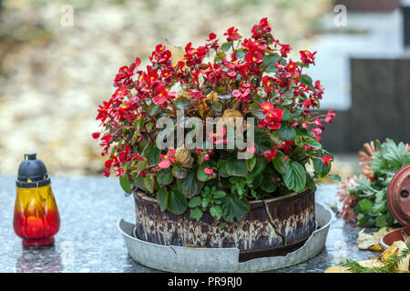 Blumen im Topf, Blumenschmuck der Gräber zu Allerheiligen, Tschechische Republik Stockfoto