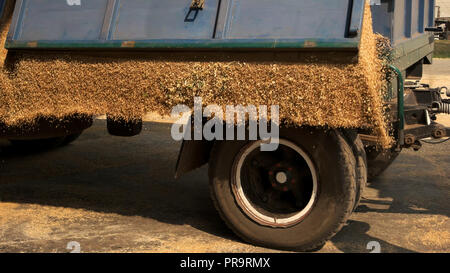 Entladen von Mais Getreide aus dem Traktor Anhänger. Stockfoto