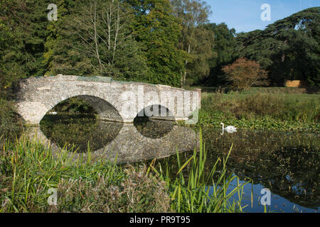 Schwäne schwimmen auf dem See mit dem Historischen gewölbten Steinbrücke bei Waverley Abbey House, Surrey, Großbritannien Stockfoto