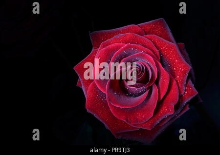 Schöne rote Rose mit Tautropfen auf schwarzem Hintergrund. Die Fähigkeit, die Schönheit. Stockfoto