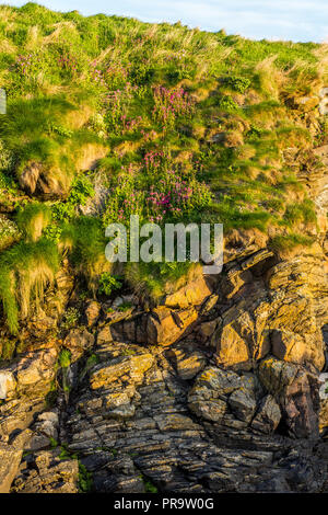 Klippen und der Küste neben Cove, Aberdeen, Aberdeenshire. Stockfoto
