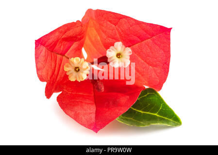 Bougainvillea Blume auf weißem Hintergrund Stockfoto