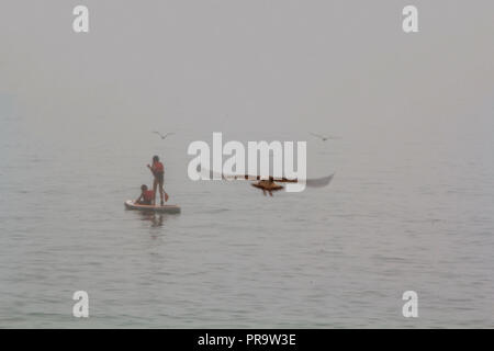 Paddle Surf im Nebel mit Möwen fliegen herum Stockfoto