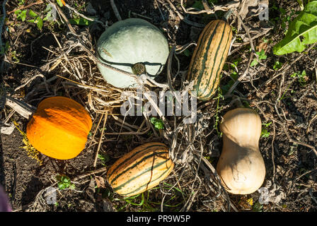 Verschiedene Squash und Kürbis, in verschiedenen Formen und in den hellen Farben, wachsen auf dem Boden. Herbst Gemüse Stockfoto