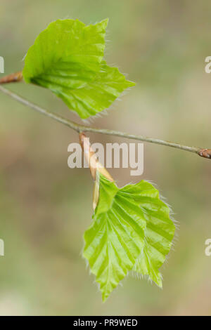 Frische Rotbuchen (Fagus sylvatica) Blätter, neues Wachstum, Hetchell Holz, West Yorkshire, England, April Stockfoto