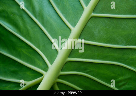 Tropische pflanze Blätter closeup - Blätter makro- Stockfoto