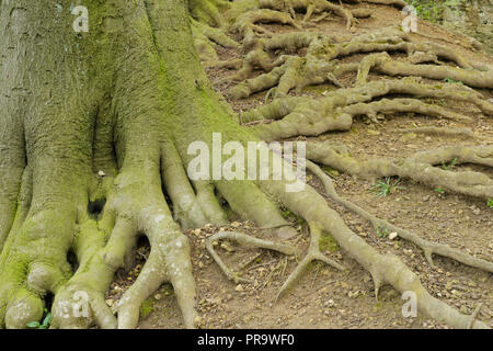 Umfangreiche Wurzeln der Gemeinsamen Buche (Fagus sylvatica) Bäume, Hetchell Holz, West Yorkshire, England, April Stockfoto