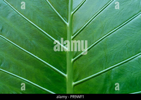 Tropische pflanze Blatt Makro - Blätter closeup Stockfoto