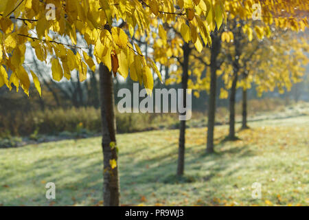 Ein stand der wilde Kirsche (Prunus Avium) Bäume mit Blättern im Herbst, bei Sonnenaufgang, Leeds, West Yorkshire, England, November Stockfoto