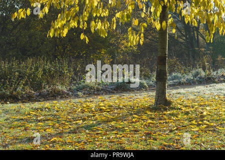 Ein stand der wilde Kirsche (Prunus Avium) Bäume mit Blättern im Herbst, Leeds, West Yorkshire, England, November Stockfoto