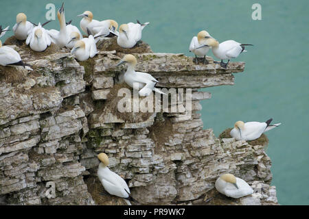 Basstölpel (Morus bassanus) erwachsenen Kolonie, auf Fels stack, Bempton Cliffs, East Yorkshire, England, kann Stockfoto