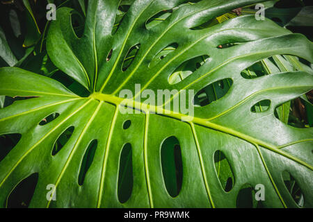 Tropische Pflanzen, Blätter / monstera Philodendron Blätter - Stockfoto