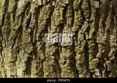 Nahaufnahme der Stieleiche (Quercus robur) Hetchell Rinde, Holz, West Yorkshire, England, April Stockfoto
