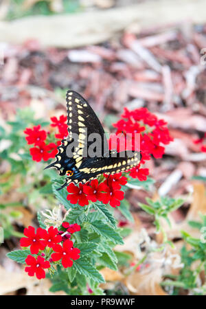 Schmetterling auf Blume Stockfoto