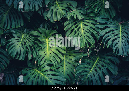 Monstera Philodendron Blätter - tropische Wald pflanzen- Stockfoto