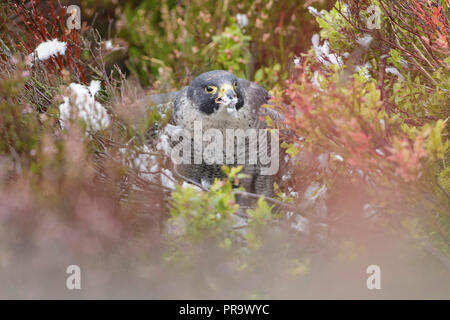 Wanderfalke (FALCO PEREGRINUS) erwachsenen Männchen, im Heidekraut und Heidelbeeren, Fütterung auf der Ringeltaube (Columba palumbus), West Yorkshire, England, September Stockfoto