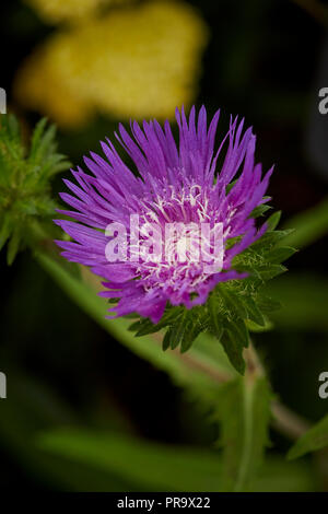 Stokesia laevis - Honeysong Lila in Tatton Park Flower Show Stockfoto